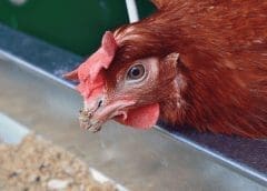 Thumbnail for Pernod Ricard buys minority stake in Sovereign Brands, expresses confidence on sales momentum as US, China lift profits