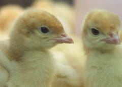 Thumbnail for PepsiCo invests in UK distribution center upgrade as Britvic pumps US$31m into factory expansion