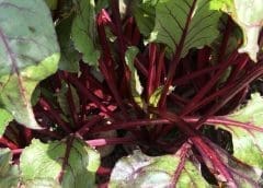 Thumbnail for Olam Food Ingredients to develop dairy processing plant in New Zealand