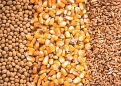 Thumbnail for Ghana adds value to yams, cassava with launch of US$1.65m processing factory