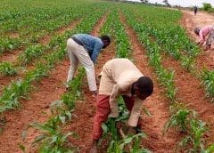 Thumbnail for International Islamic Food Processing Association partners IsDB Group to boost food security in the region