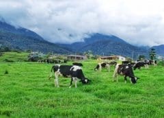 Thumbnail for Kayonza Growers Tea Factory sets up new subsidiary in Kanungu District