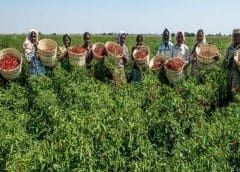 Thumbnail for Zomato continues portfolio cleanup post-IPO,  shuts down UK, Singapore businesses