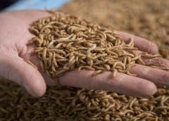 Thumbnail for Yili unveils new partnership to “upgrade” the dairy industry through space technology 