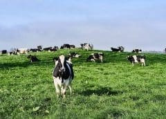 Thumbnail for Oterra beefs up natural colour offering with acquisition of Symrise’s Diana Food’s coloring business