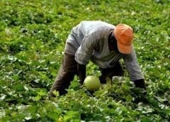 Thumbnail for Big Idea Ventures invests in African alternative protein companies De Novo Dairy, Mogale Meat