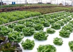 Thumbnail for PepsiCo raises annual revenue forecast, warns of potential price hikes as supply disruptions persist