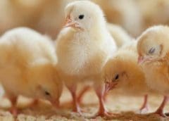 Thumbnail for JM Smucker sells juice and grains businesses to focus on high growth business segments