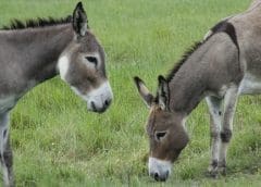 Thumbnail for Nature One Dairy bolsters position in Australian dairy market with acquisition of Nepean River Dairy