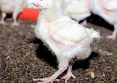 Thumbnail for Dairibord invests US$2 million to double UHT filling capacity of cartonised beverages