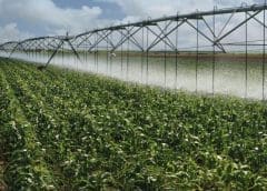 Thumbnail for Diageo, Heineken showcase impressive performance in Nigeria registering top-line growth