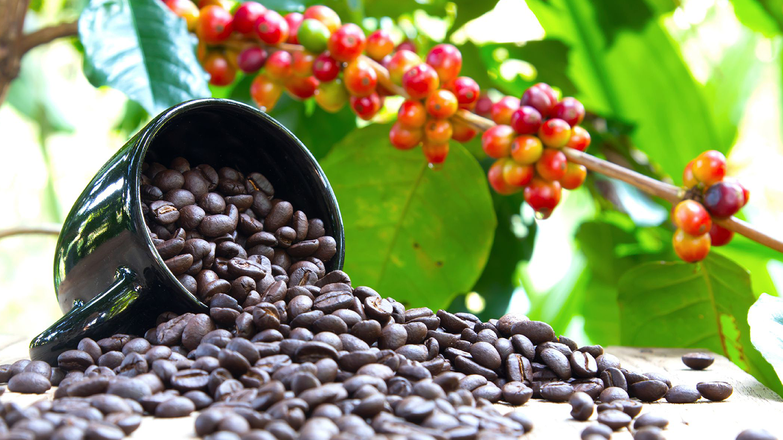 Uganda coffee export