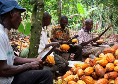Thumbnail for Concern grows as avian flu outbreak in South Africa threatens Namibia’s poultry industry