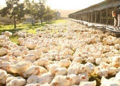 Thumbnail for Africa’s glass manufacturing giant Consol finally finds new owner in global packaging major Ardagh Group