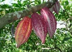 Thumbnail for Nestlé unveils cocoa production technique to boost yields amid global shortages 