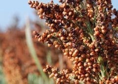 Thumbnail for Nestle innovatively upcycles sorghum side stream in West Africa into nutritious porridge