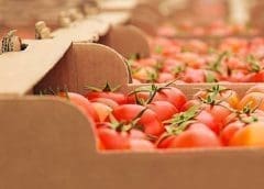 Thumbnail for Consumers budgets continue to tighten as global food prices rise for fourth consecutive month