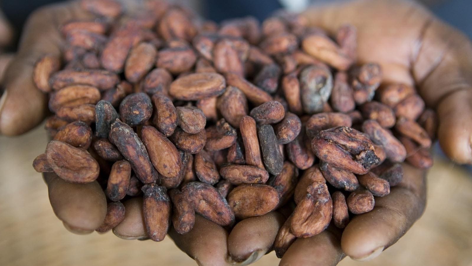 Ghana based Cocoa Processing Company to get financing