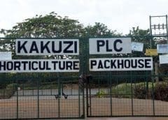 Thumbnail for WayCool eyes share of India’s lucrative potato supply chain with new investment in SV Agri