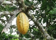 Thumbnail for WFP, Impact Hub Kigali launch programme to support food system innovations in Rwanda