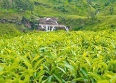 Thumbnail for Ariston disposes half of its ownership in Claremont Orchards in US$2 million deal