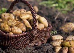 Thumbnail for Restrain launches advanced ethylene treatment for potato storage