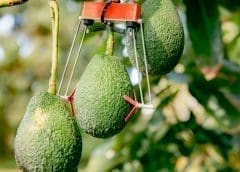 Thumbnail for Global food prices rise in January fueled by strong demand for vegetable oils 