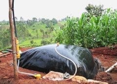 Thumbnail for Ellah Lakes joins National Sugar Master Plan, set to launch sugar production plant by 2024