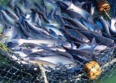 Thumbnail for Danish Crown buys industrial property from Skare Meat Packers