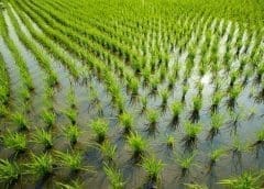 Thumbnail for Food corporates Kellogg, Bel Group, LDC announce new programs to cutdown greenhouse emissions 