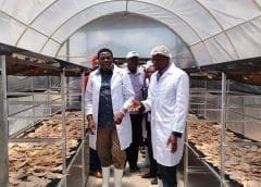 Thumbnail for Uganda launches standards to facilitate safety, commercialization of edible insects