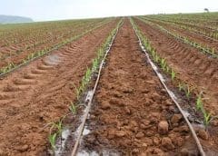 Thumbnail for Nigerian agritech Winich Farms raises US$790,000 to streamline food distribution in markets