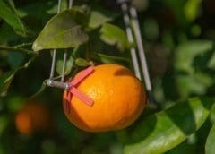 Thumbnail for Farmcrowdy bids farewell to Chairman Onyeka Akumah as new leadership takes over