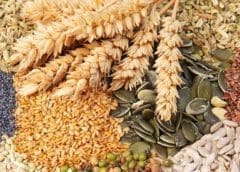 Thumbnail for European grain production forecast projected downwards due to reduced planting area