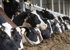 Thumbnail for Brown-Forman acquires Venezuelan rum brand Diplomático to bridge gap in its portfolio