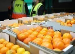 Thumbnail for Morocco sees surge in tomato exports for 2024