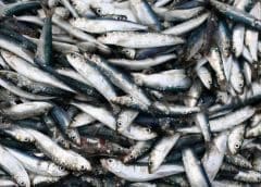 Thumbnail for FMO, BIX Capital supports clean cooking in Africa with US$10m investment in CQC