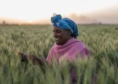 Thumbnail for Switch incorporates maize in newly launched energy drink dubbed Switch Energy Mageu