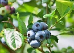 Thumbnail for Corteva Agriscience sets up new seed treatment facility in South Africa to serve MEA region