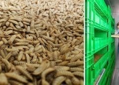 Thumbnail for Bühler opens Insect Technology Center to support innovation in food and feed industries