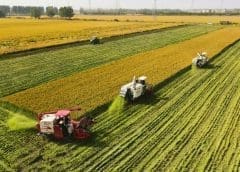 Thumbnail for China’s anticipated bumper harvest of summer grain will ensure food security amid tight global supplies