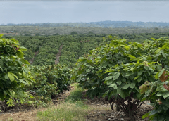 Thumbnail for Givaudan’s natural nitrite alternative a game changer for the  meat industry