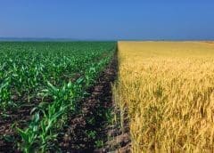 Thumbnail for ADM to invest in expanding starch production to meet fast-growing demand