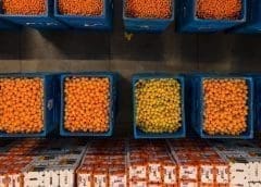 Thumbnail for SA fresh produce exporter Lona Group gains backing from consortium of DFIs led by Phatisa