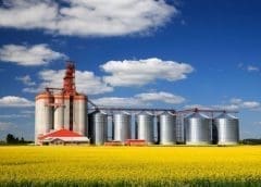 Thumbnail for USDA Grain and Feed Annual paints a positive outlook for United Kingdom’s grain crops