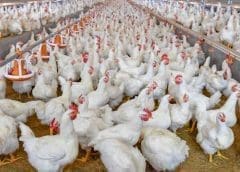 Thumbnail for Emmi to invest US$43m in new goat milk powder facility in the Netherlands