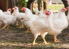 Thumbnail for General Mills to acquire TNT Crust to expand away-from-home presence