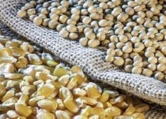 Thumbnail for Scoular enters bypass protein partnership with Papillon to benefit dairy farmers in the Pacific Northwest