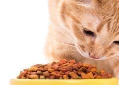 Thumbnail for GA Pet Food Partners invest US$104m into a modern ingredient factory trying to meet current demand