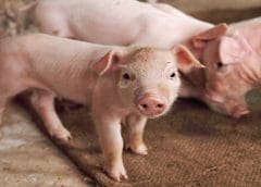 Thumbnail for Reading Bakery Systems introduce a flexible, reliable, and more efficient system to make pita chips